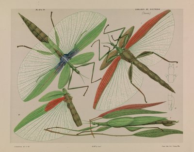 Red Shouldered Stick Insect, Tropidoderus rhodomus by Arthur Bartholomew